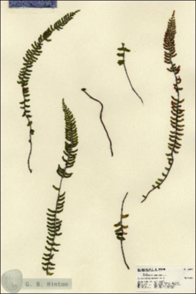 URN_catalog_HBHinton_herbarium_22391.jpg.jpg