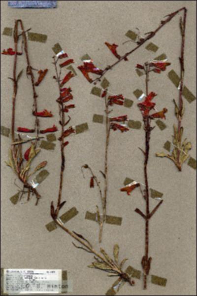URN_catalog_HBHinton_herbarium_18878.jpg.jpg