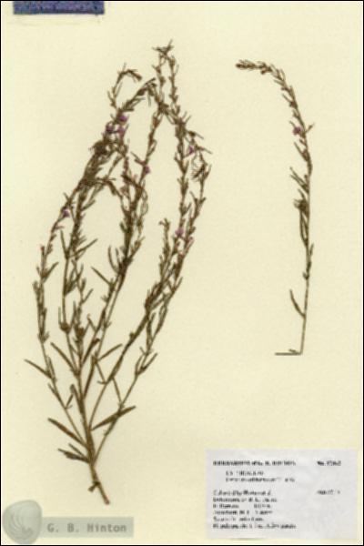 URN_catalog_HBHinton_herbarium_17862.jpg.jpg