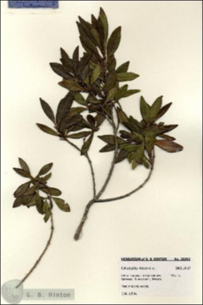 URN_catalog_HBHinton_herbarium_28002.jpg.jpg