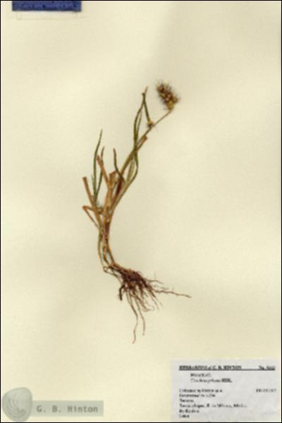 URN_catalog_HBHinton_herbarium_5112.jpg.jpg