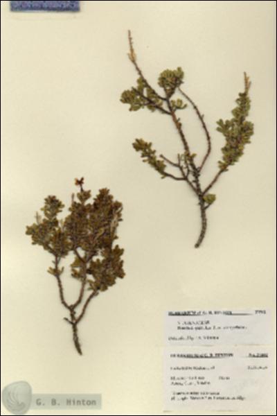 URN_catalog_HBHinton_herbarium_27502.jpg.jpg