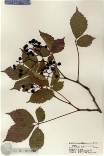 URN_catalog_HBHinton_herbarium_21685.jpg.jpg