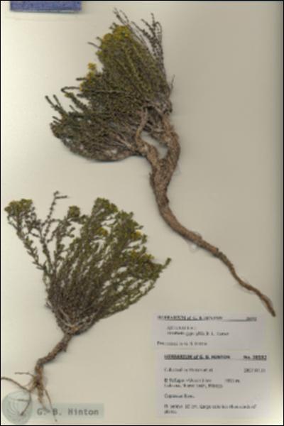 URN_catalog_HBHinton_herbarium_28592.jpg.jpg