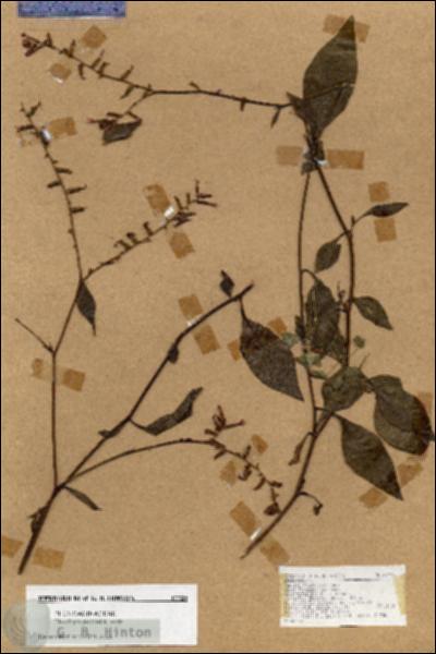 URN_catalog_HBHinton_herbarium_17725.jpg.jpg