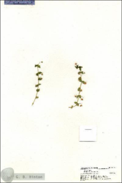 URN_catalog_HBHinton_herbarium_20344.jpg.jpg