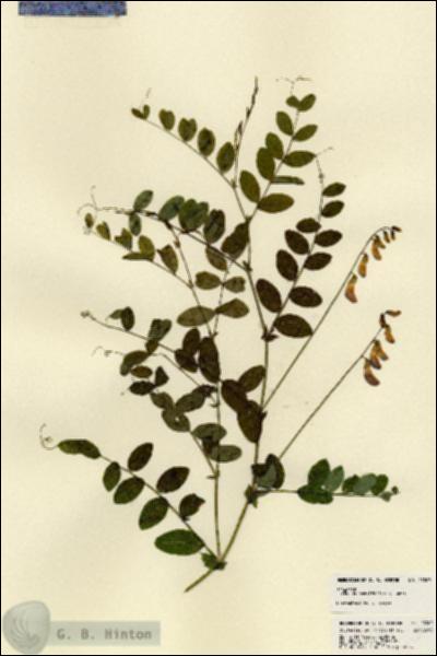 URN_catalog_HBHinton_herbarium_23303.jpg.jpg