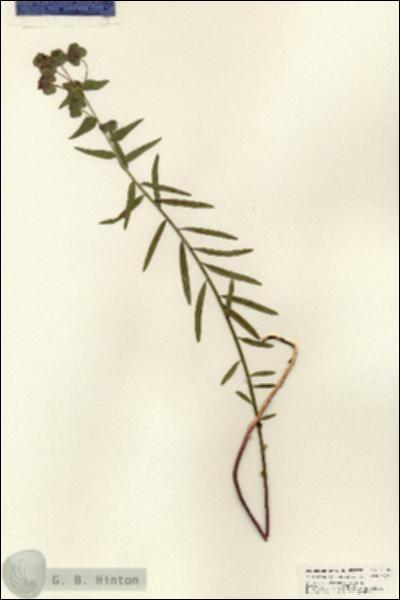 URN_catalog_HBHinton_herbarium_25397.jpg.jpg