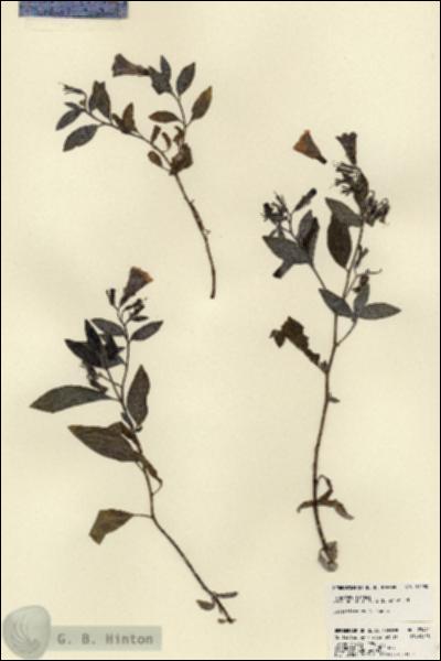 URN_catalog_HBHinton_herbarium_23492.jpg.jpg