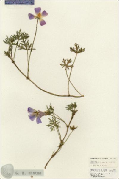 URN_catalog_HBHinton_herbarium_25390.jpg.jpg