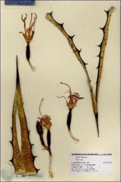 URN_catalog_HBHinton_herbarium_19355.jpg.jpg