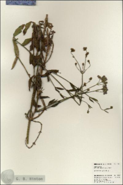 URN_catalog_HBHinton_herbarium_24343.jpg.jpg