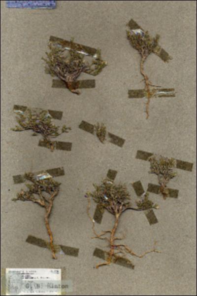 URN_catalog_HBHinton_herbarium_19584.jpg.jpg