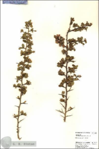 URN_catalog_HBHinton_herbarium_22613.jpg.jpg