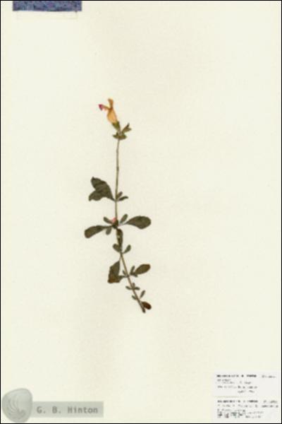 URN_catalog_HBHinton_herbarium_25933.jpg.jpg