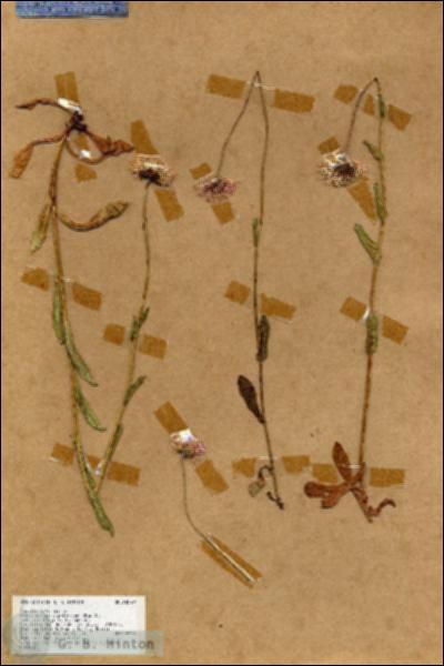 URN_catalog_HBHinton_herbarium_18579.jpg.jpg