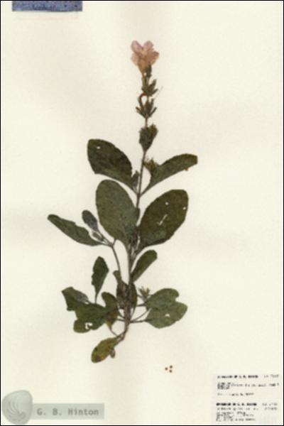 URN_catalog_HBHinton_herbarium_24411.jpg.jpg