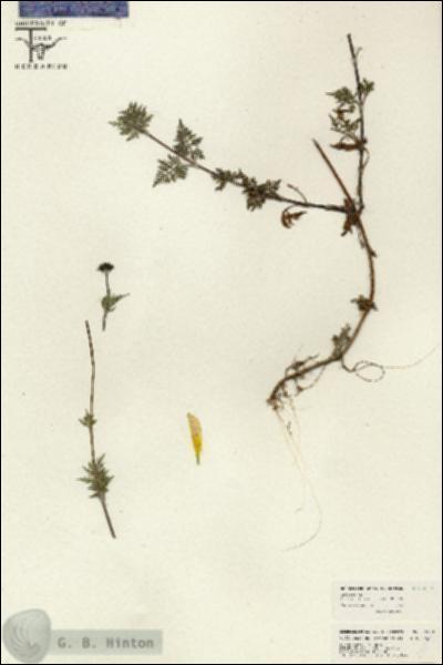 URN_catalog_HBHinton_herbarium_26591.jpg.jpg