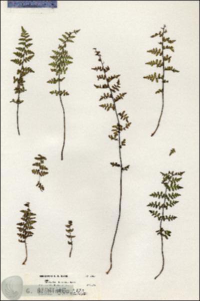 URN_catalog_HBHinton_herbarium_20927.jpg.jpg