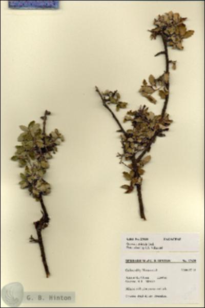 URN_catalog_HBHinton_herbarium_27638.jpg.jpg