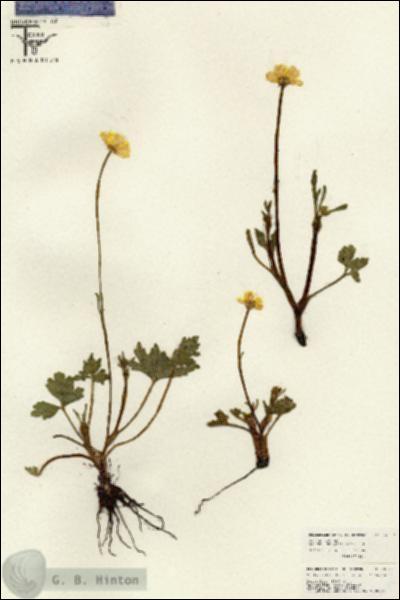 URN_catalog_HBHinton_herbarium_26577.jpg.jpg