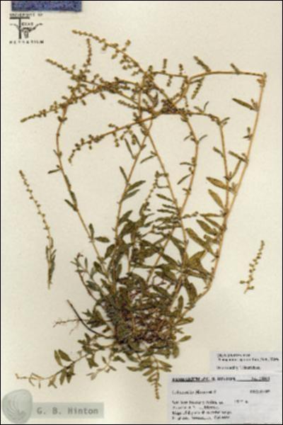 URN_catalog_HBHinton_herbarium_25816.jpg.jpg
