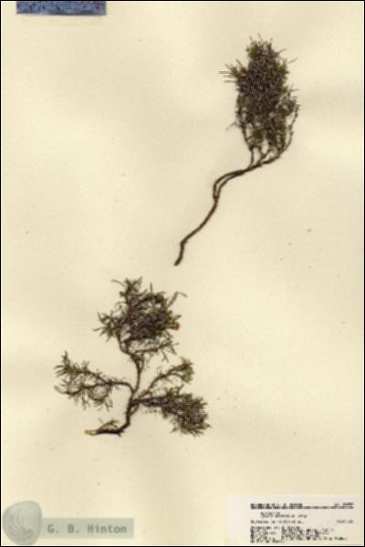 URN_catalog_HBHinton_herbarium_21787.jpg.jpg