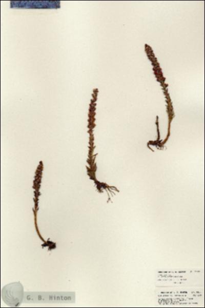 URN_catalog_HBHinton_herbarium_23933.jpg.jpg