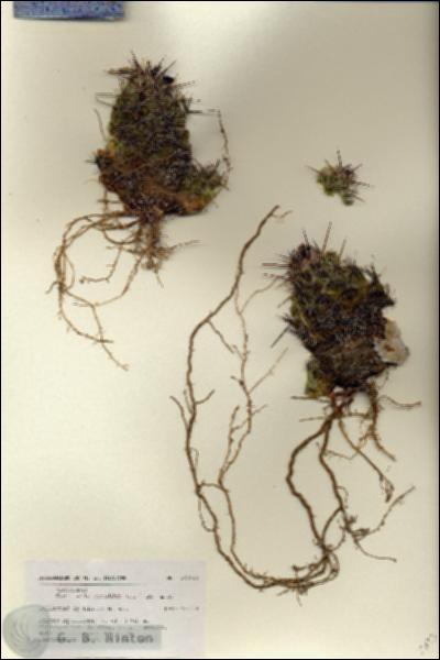 URN_catalog_HBHinton_herbarium_27133.jpg.jpg