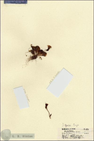 URN_catalog_HBHinton_herbarium_21936.jpg.jpg