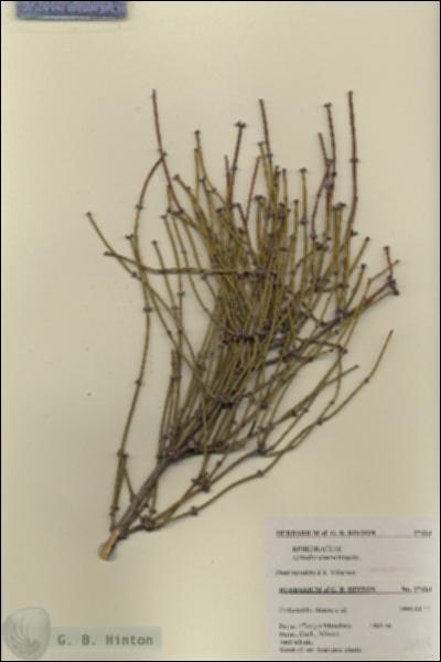 URN_catalog_HBHinton_herbarium_27424.jpg.jpg