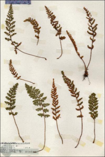URN_catalog_HBHinton_herbarium_20076.jpg.jpg