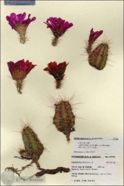 URN_catalog_HBHinton_herbarium_27731.jpg.jpg