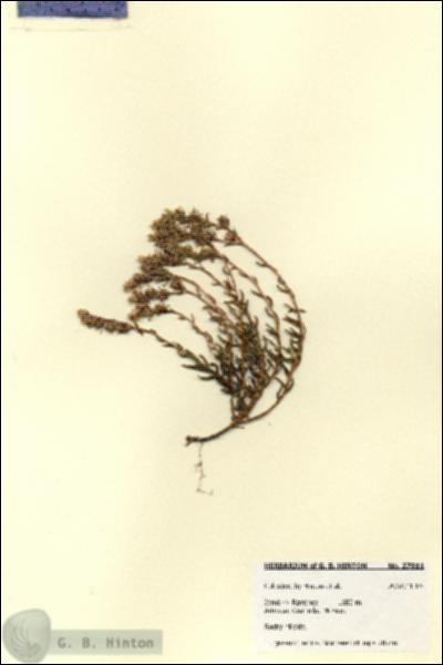 URN_catalog_HBHinton_herbarium_27811.jpg.jpg