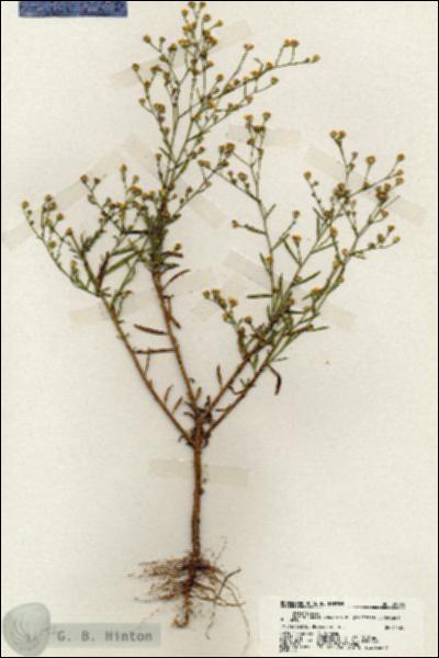 URN_catalog_HBHinton_herbarium_20095.jpg.jpg