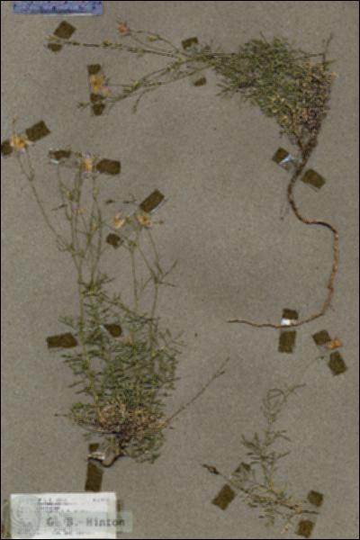 URN_catalog_HBHinton_herbarium_18187.jpg.jpg