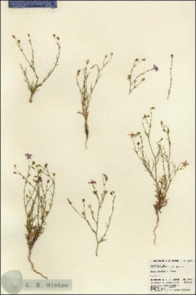 URN_catalog_HBHinton_herbarium_22798.jpg.jpg