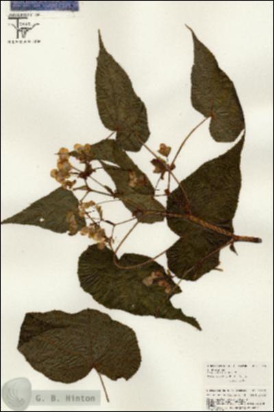 URN_catalog_HBHinton_herbarium_26437.jpg.jpg