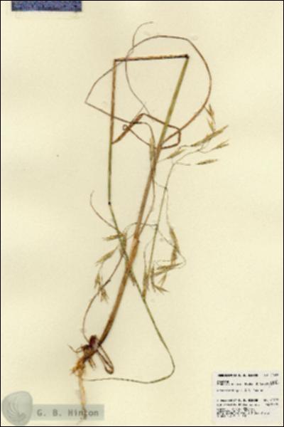URN_catalog_HBHinton_herbarium_22422.jpg.jpg