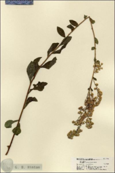 URN_catalog_HBHinton_herbarium_21492.jpg.jpg