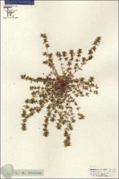 URN_catalog_HBHinton_herbarium_25610.jpg.jpg