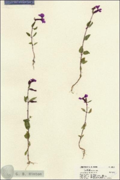 URN_catalog_HBHinton_herbarium_22586.jpg.jpg
