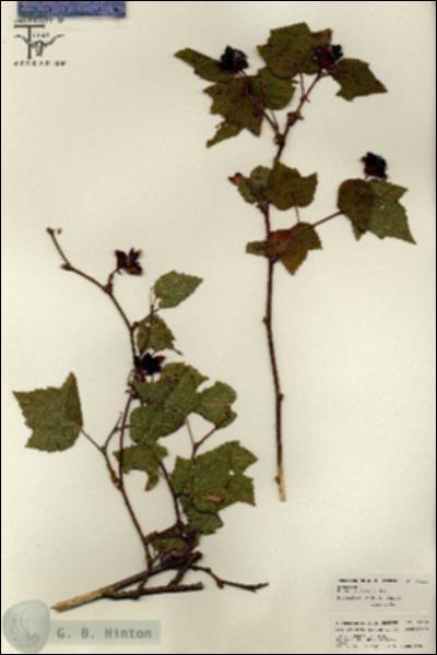URN_catalog_HBHinton_herbarium_26181.jpg.jpg
