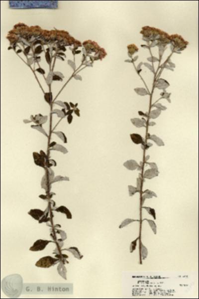 URN_catalog_HBHinton_herbarium_22495.jpg.jpg