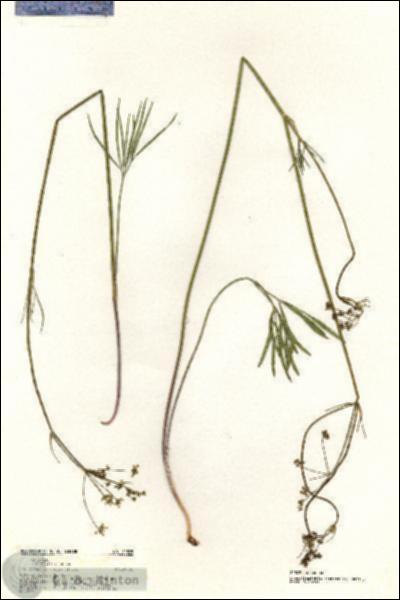 URN_catalog_HBHinton_herbarium_20305.jpg.jpg