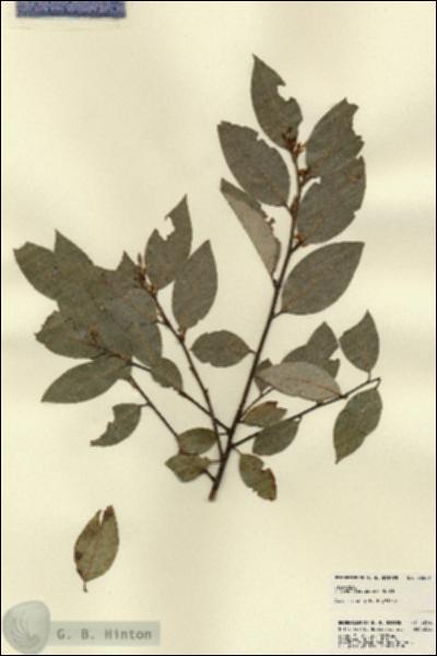 URN_catalog_HBHinton_herbarium_22640.jpg.jpg