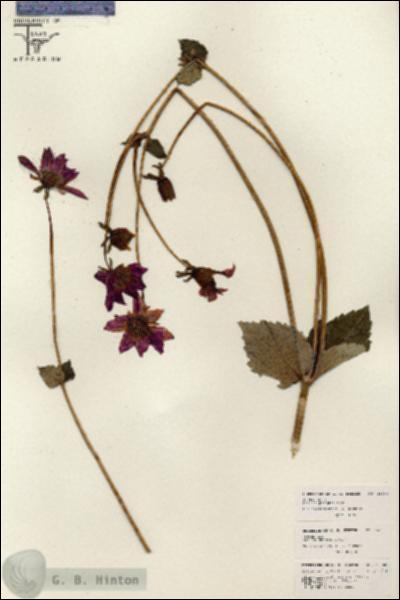 URN_catalog_HBHinton_herbarium_26088.jpg.jpg
