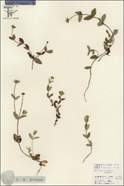URN_catalog_HBHinton_herbarium_26189.jpg.jpg