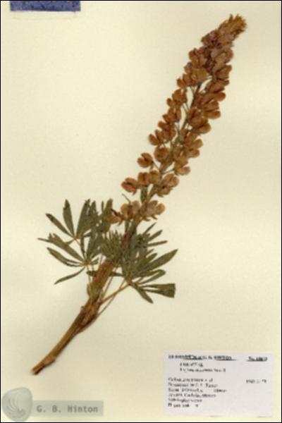 URN_catalog_HBHinton_herbarium_18873.jpg.jpg
