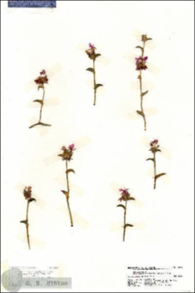 URN_catalog_HBHinton_herbarium_18492.jpg.jpg